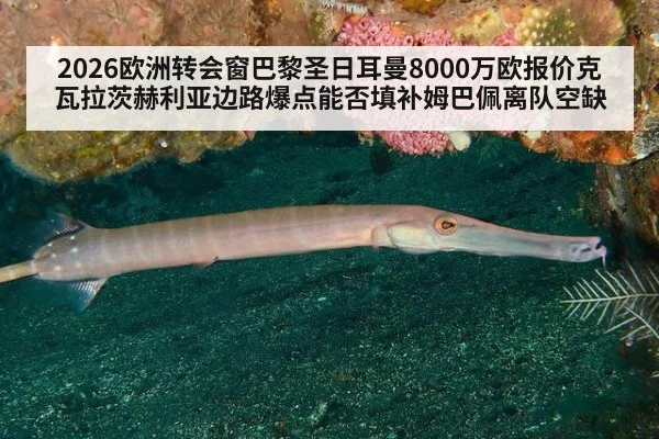 2026欧洲转会窗巴黎圣日耳曼8000万欧报价克瓦拉茨赫利亚边路爆点能否填补姆巴佩离队空缺